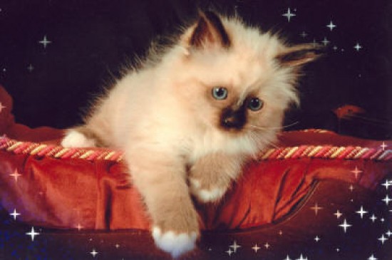 balie-1_small