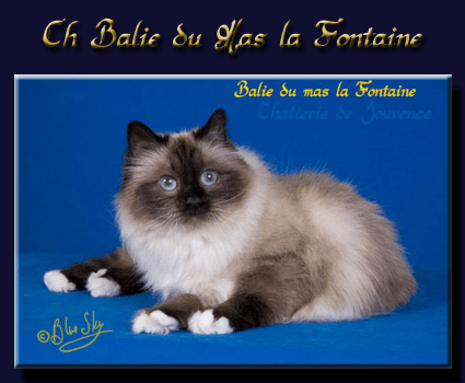 balie site