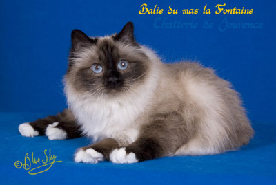 balie400-2