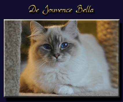 bella-fond-bleu-copie