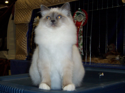 Gch Aryel du Mas la Fontaine&nbsp;1