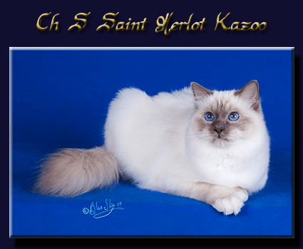 kazoo site bleu centrer 30&nbsp;70