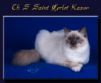 kazoo site bleu&nbsp;centrer