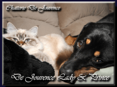 lady 312 233&nbsp;copie