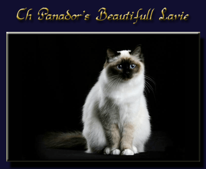 lavie fond bleu