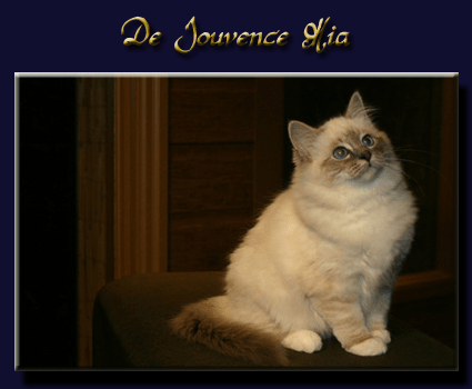 mia bleu copie