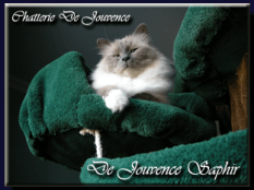 saphir galerie site 312 233&nbsp;copie