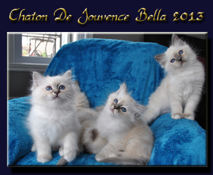 chaton bella 2013