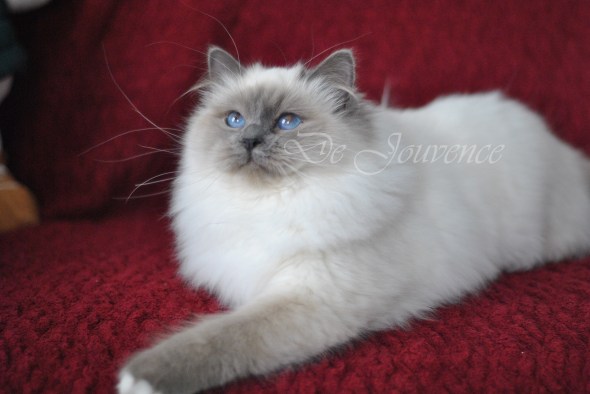 hope du mas la fontaine&nbsp;2