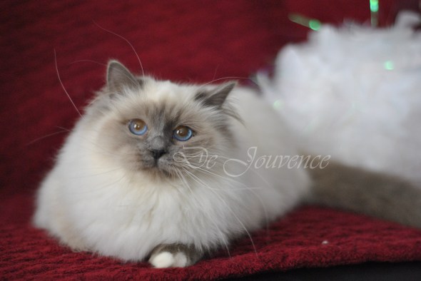 hope du mas la fontaine&nbsp;3