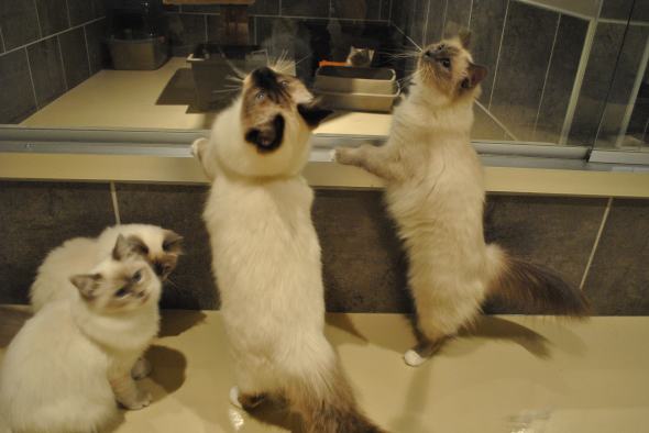 gauche debout gucci droit&nbsp;Hope