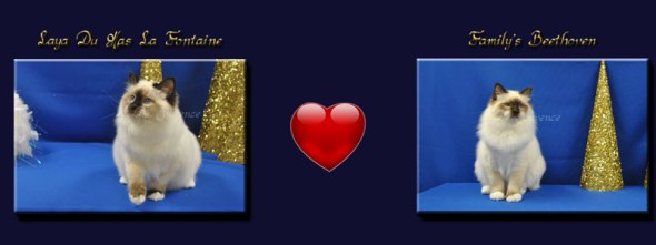 photo mariage laya 2016