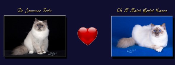 photo mariage perle 2016